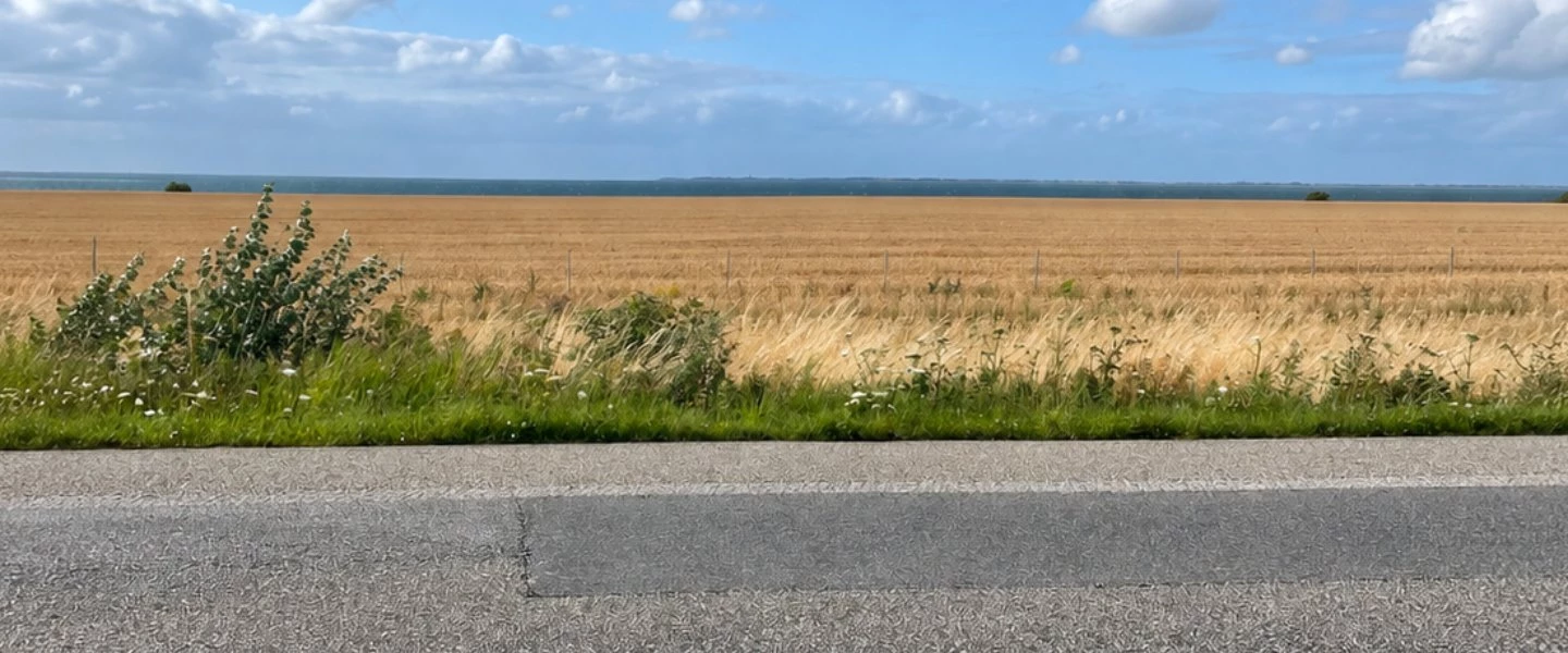 Ein weiter Blick über ein goldenes Kornfeld bis zum fernen Horizont. Im Vordergrund verläuft eine graue Asphaltstraße mit wil